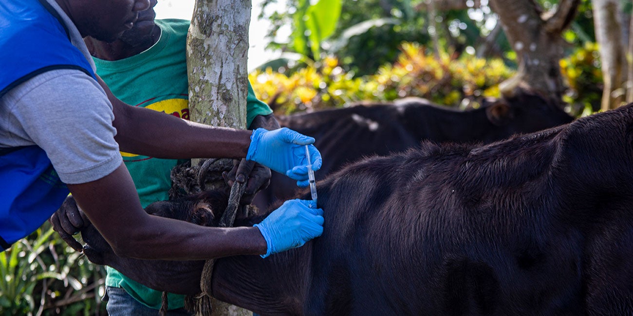 Inoculation of a cow against Anthrax