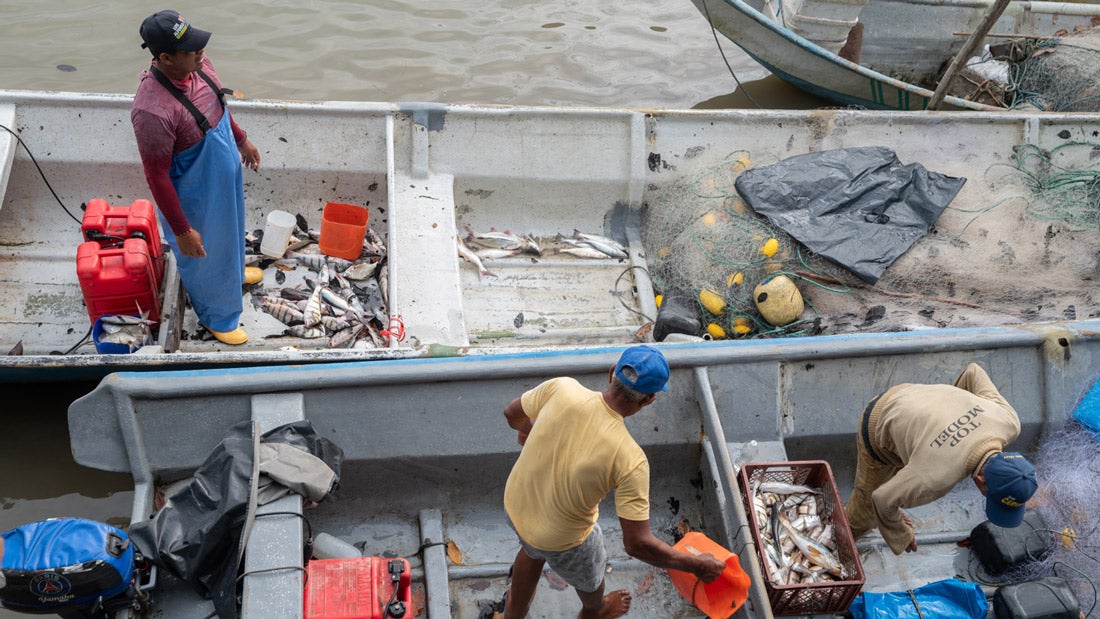 Fortalecimiento de la pesca artesanal