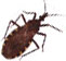 Rhodnius prolixus en Centroamérica, un  peligroso vector de la enfermedad de Chagas que deja de serlo