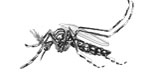 OPS llama a países a redoblar esfuerzos para eliminar los criaderos del mosquito que transmite los virus de dengue y chikungunya 