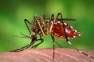 Autoridades de Salud alertan sobre brote severo de dengue en Nicaragua