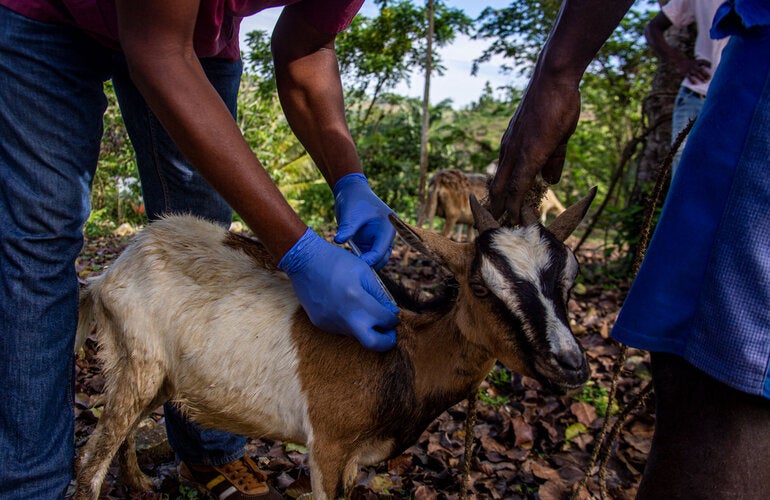 Inoculating goat against Anthrax