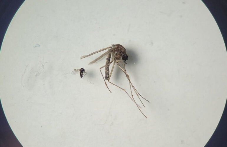 Maruim (Culicoides paraenses) y del mosquito Culex quinquefasciatus, vectores del virus Oroupuche