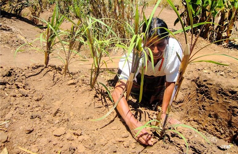 Woman planting