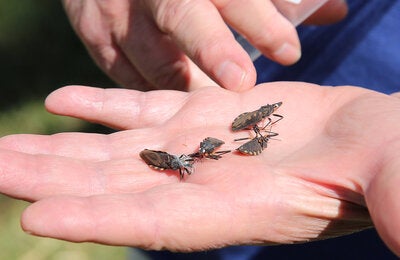 doença de Chagas 