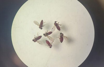 Culicoides paraensis. (Photos: Bruna Lais Sena do Nascimento, Laboratório de Entomologia Médica/SEARB/IEC)