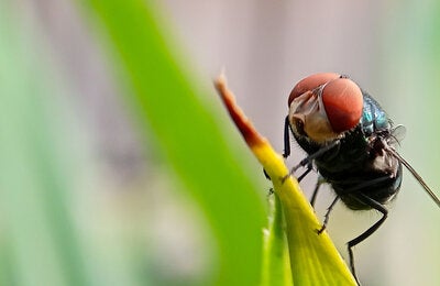 Cochliomyia hominivorax