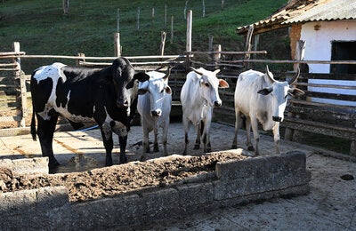 vacas en hacienda en Brasil