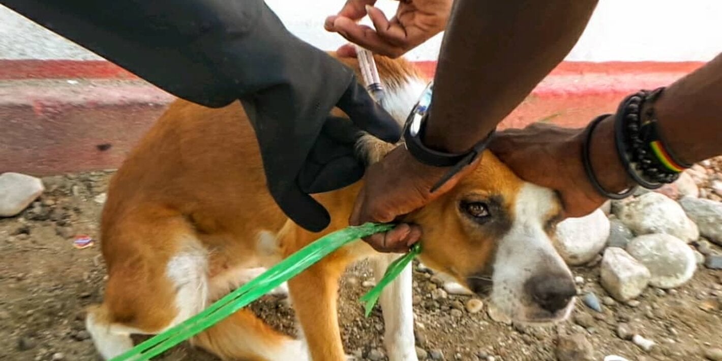  Eliminando la rabia humana transmitida por perros – un esfuerzo de equipo