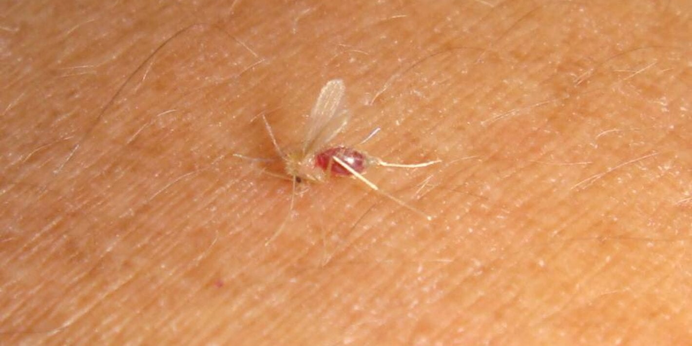 mosquito leishmaniasis