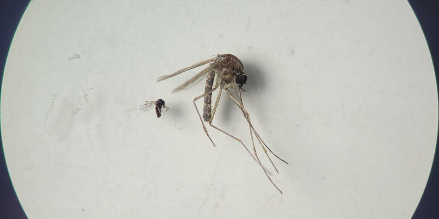 Culicoides paraensis (smaller one in the photo) and Culex quinquefasciatus (larger one in the photo)