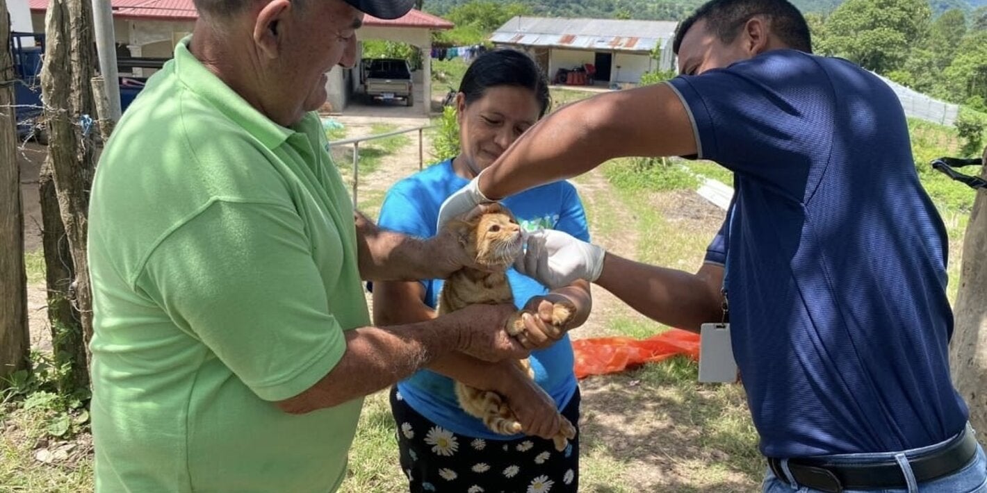 personal de salud vacunando a un gato