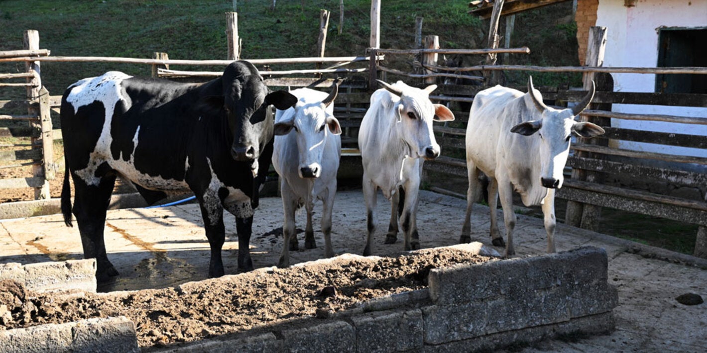 vacas en hacienda en Brasil