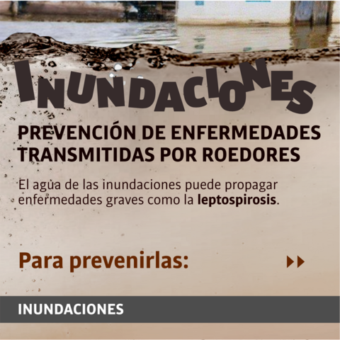 Inundaciones: prevención de enfermedades transmitidas por roedores