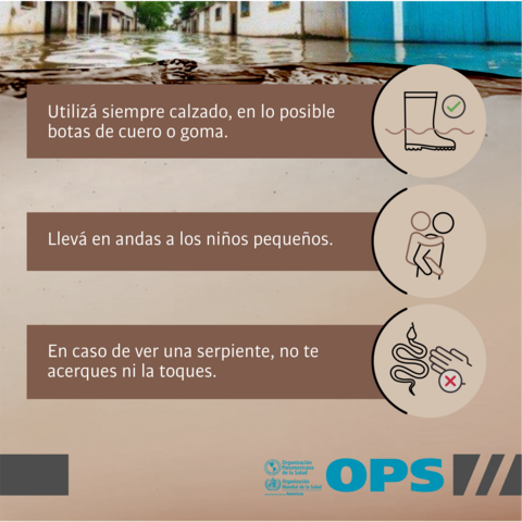 Inundaciones: prevención de moderduras por ofidios