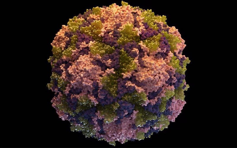 CDC Polio virus