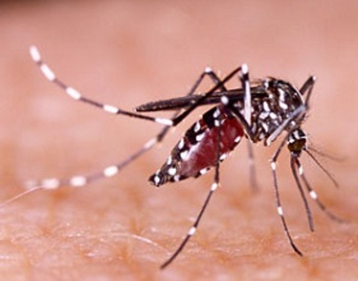 Americana (SP) registra mais de 400 casos de dengue em apenas uma semana -  Dengue - Extra Online