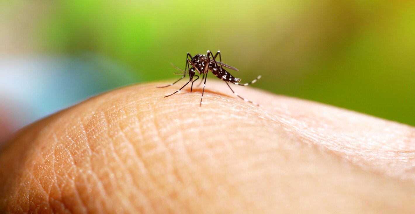 The Americas Seek To Expand Genomic Surveillance For Dengue ...