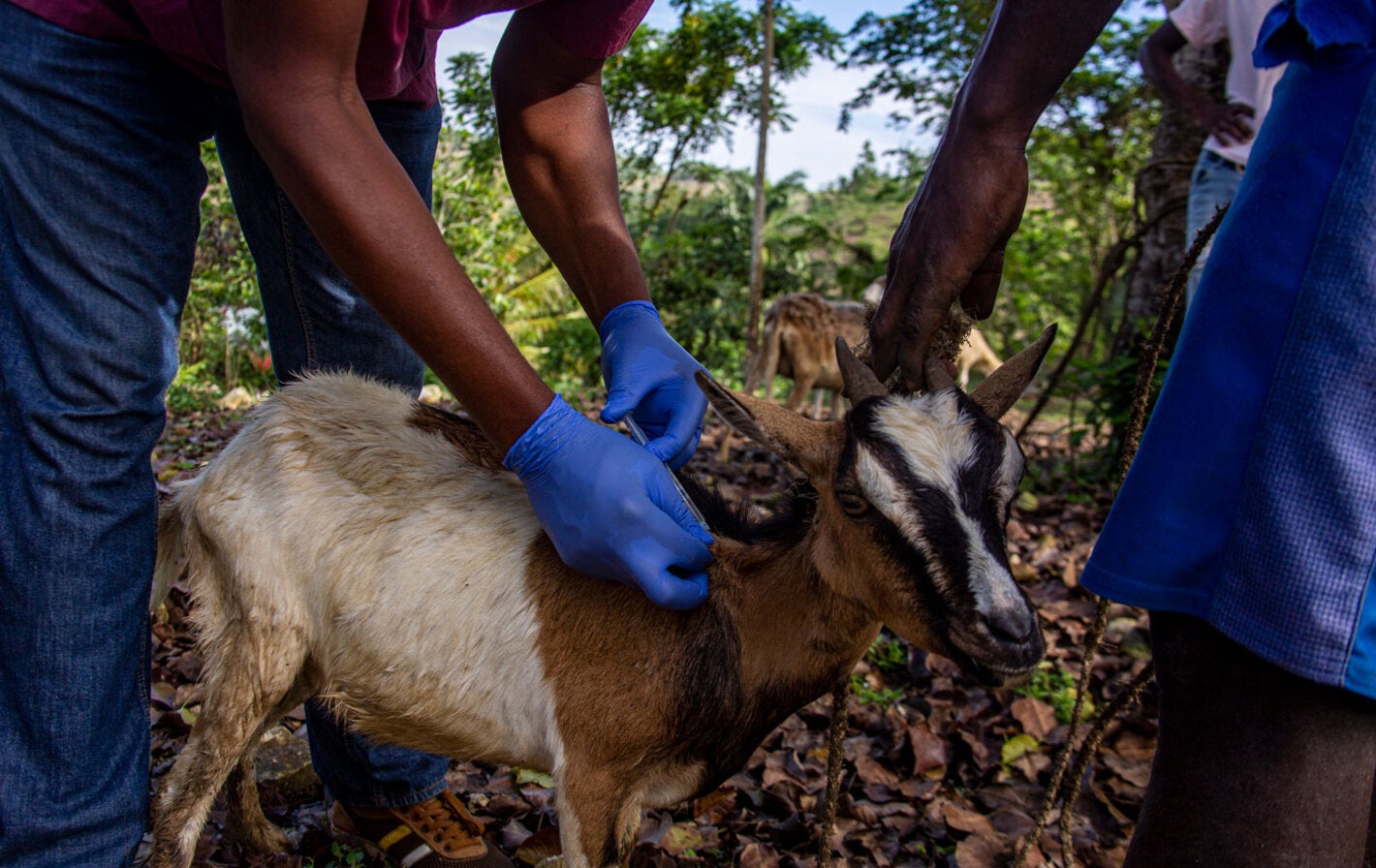 Inoculating goat against Anthrax