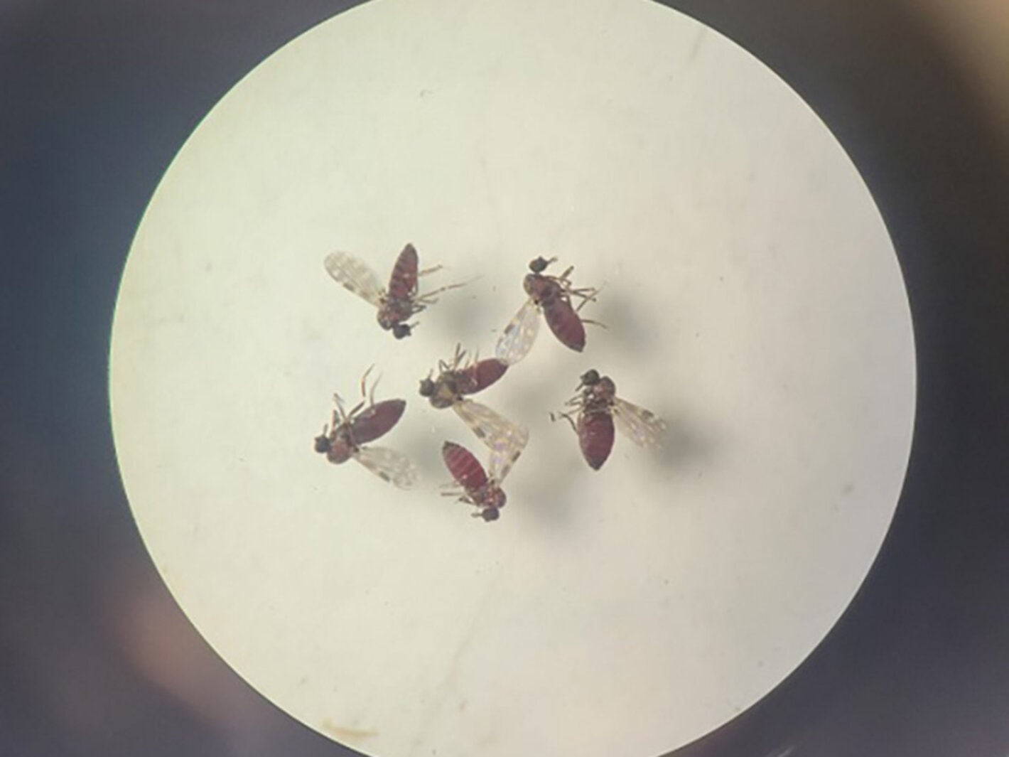 Culicoides paraensis. (Photos: Bruna Lais Sena do Nascimento, Laboratório de Entomologia Médica/SEARB/IEC)