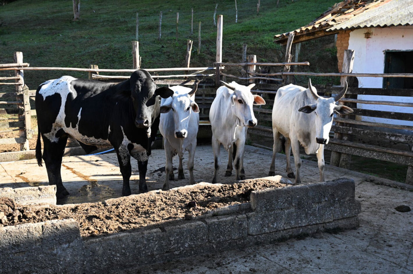 vacas en hacienda en Brasil