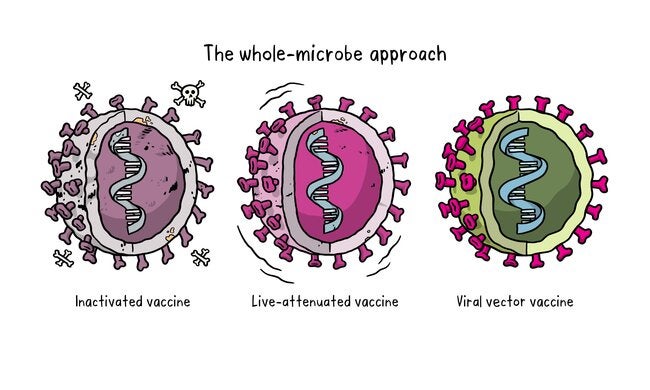 The different types of COVID-19 vaccine - PAHO/WHO | Pan American