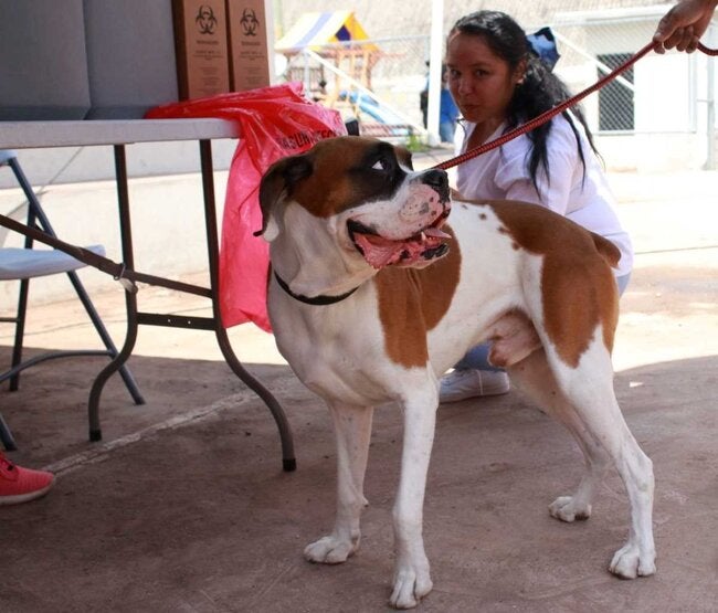 XXIII Rabies Vaccination Campaign Launches in Honduras with Technical Support from PAHO/WHO and Collaboration of Strategic Partners