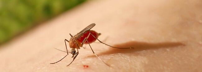 yellow fever mosquito bites