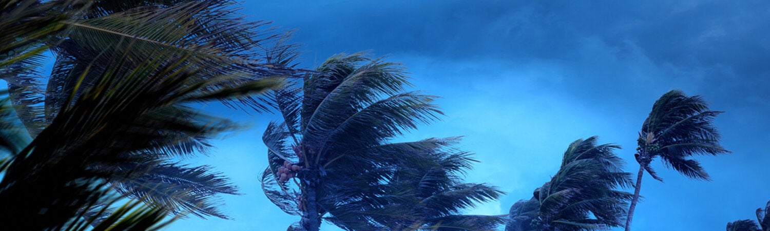 palm trees in the wind