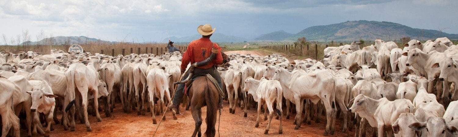 Man on a horse herding cows